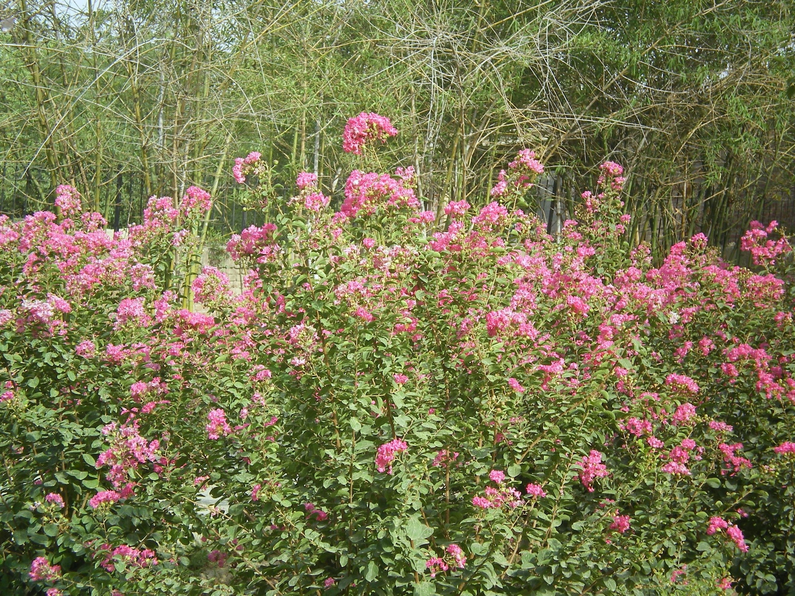 Pink flowers in a garden