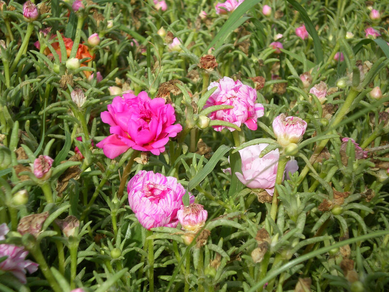 Pink flowers in a garden