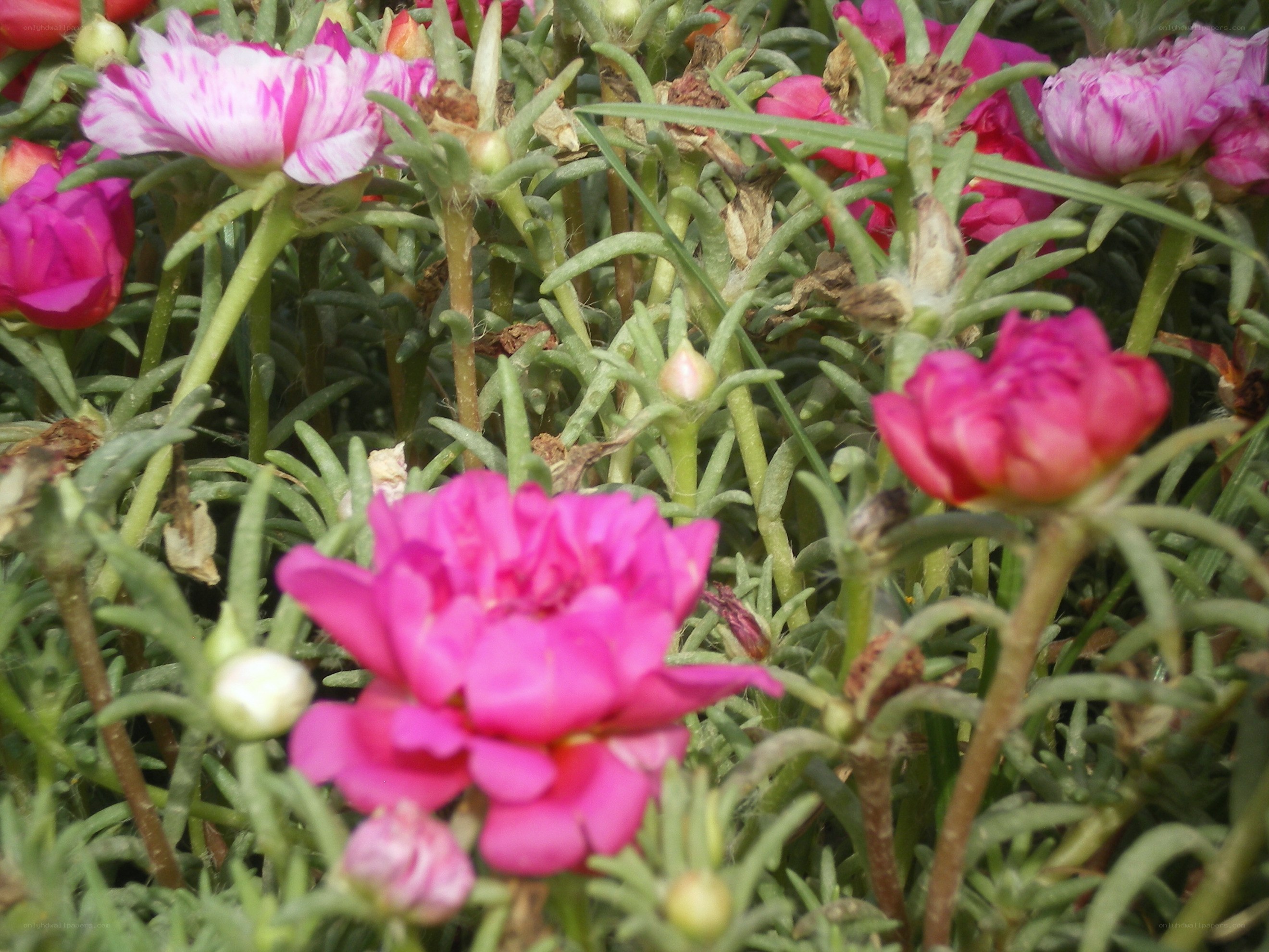 pink flowers in a garden