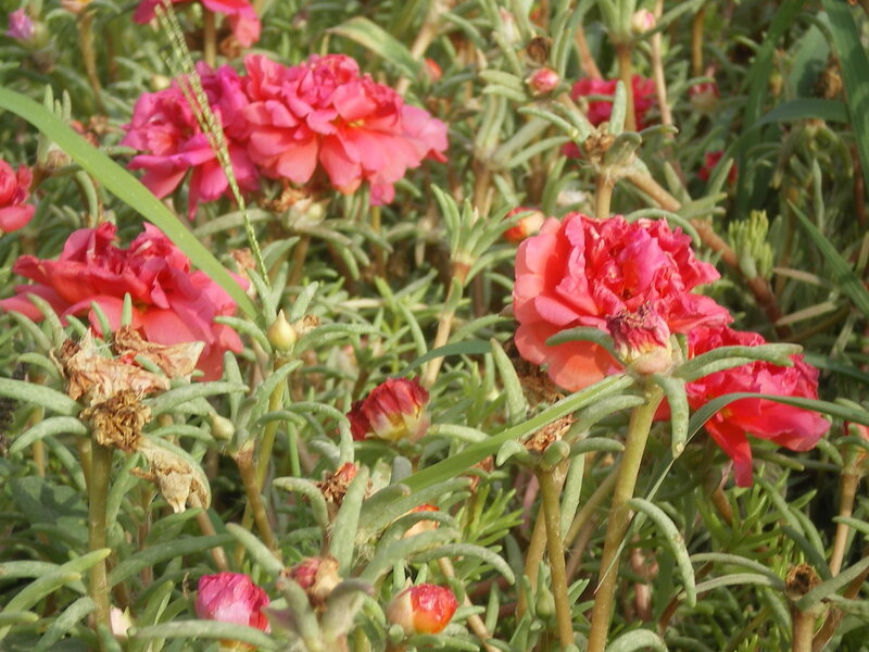 Pink flowers in a garden