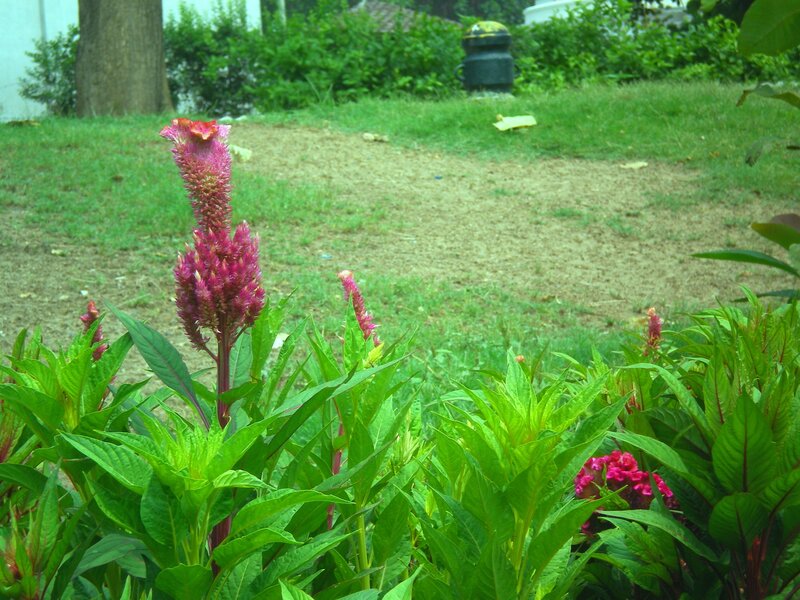 Pink flowers in a garden