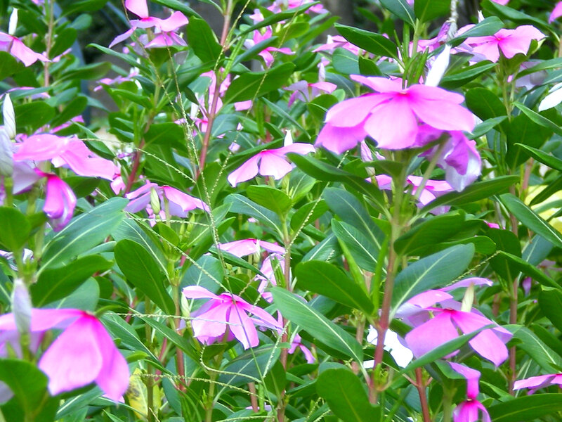 Pink flowers in a garden