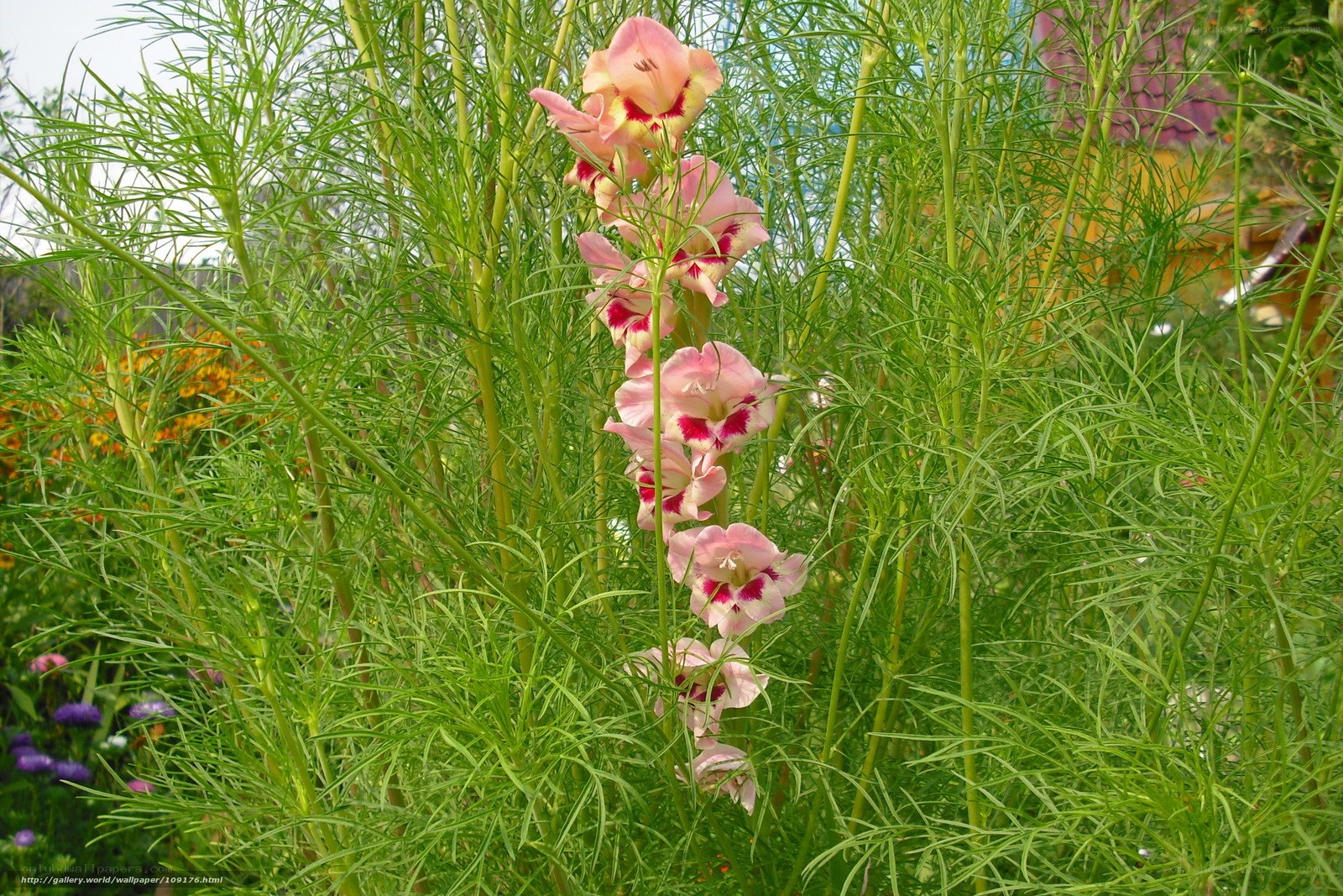 Pink flowers in a garden