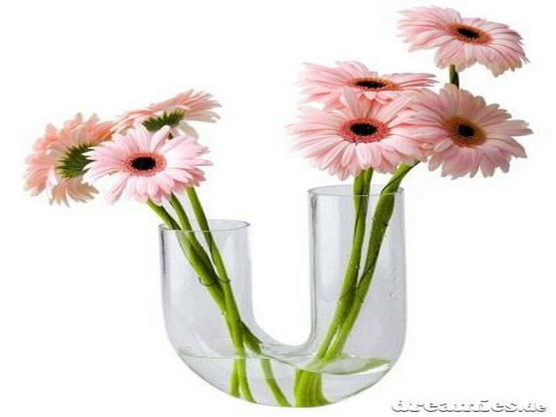 Pink flowers in a glass vase