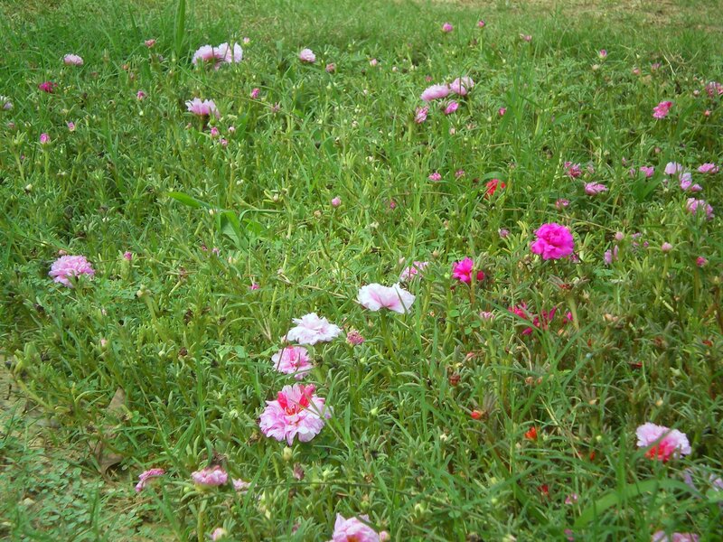 Pink flowers in a grassy field