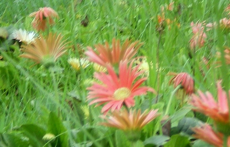 Pink flowers in a grassy field
