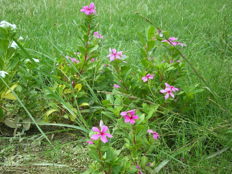 Pink flowers in a grassy field