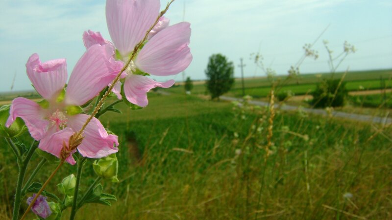 Pink flowers in a green field