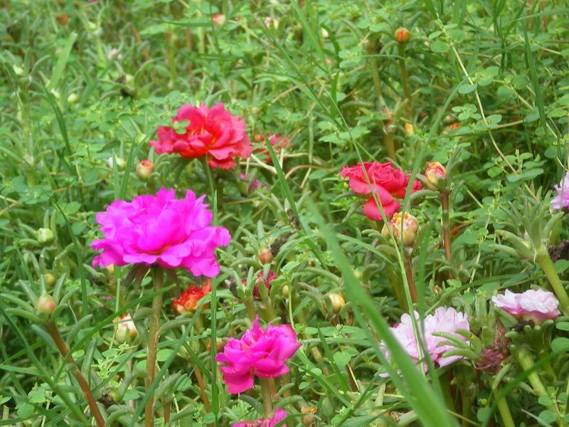 Pink flowers in a green field