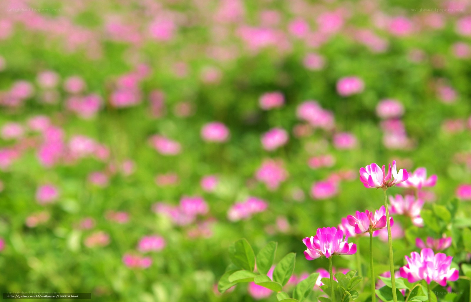 Pink flowers in a green field