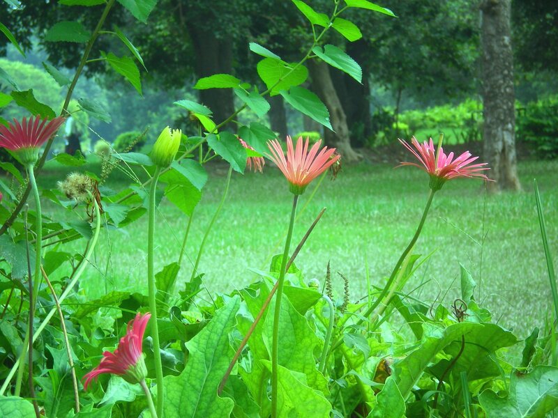 Pink flowers in a green park