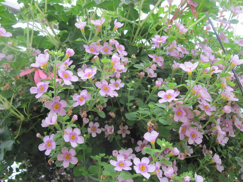 Pink Flowers in a Hanging Basket — Calm