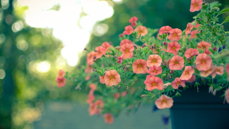 Pink flowers in a hanging basket