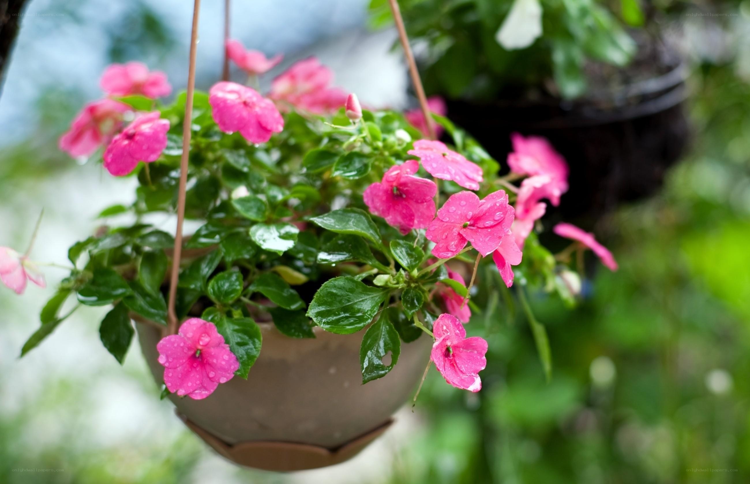 Pink flowers in a hanging pot