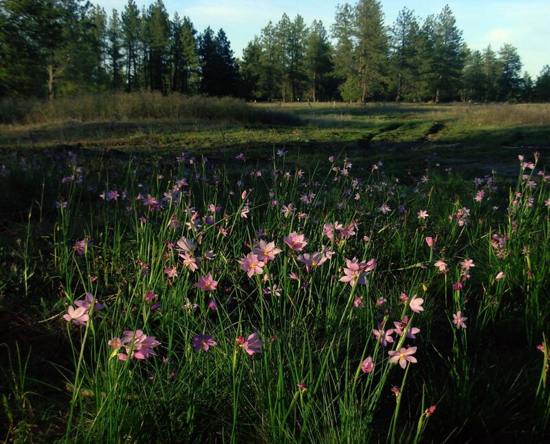 Pink flowers in a meadow