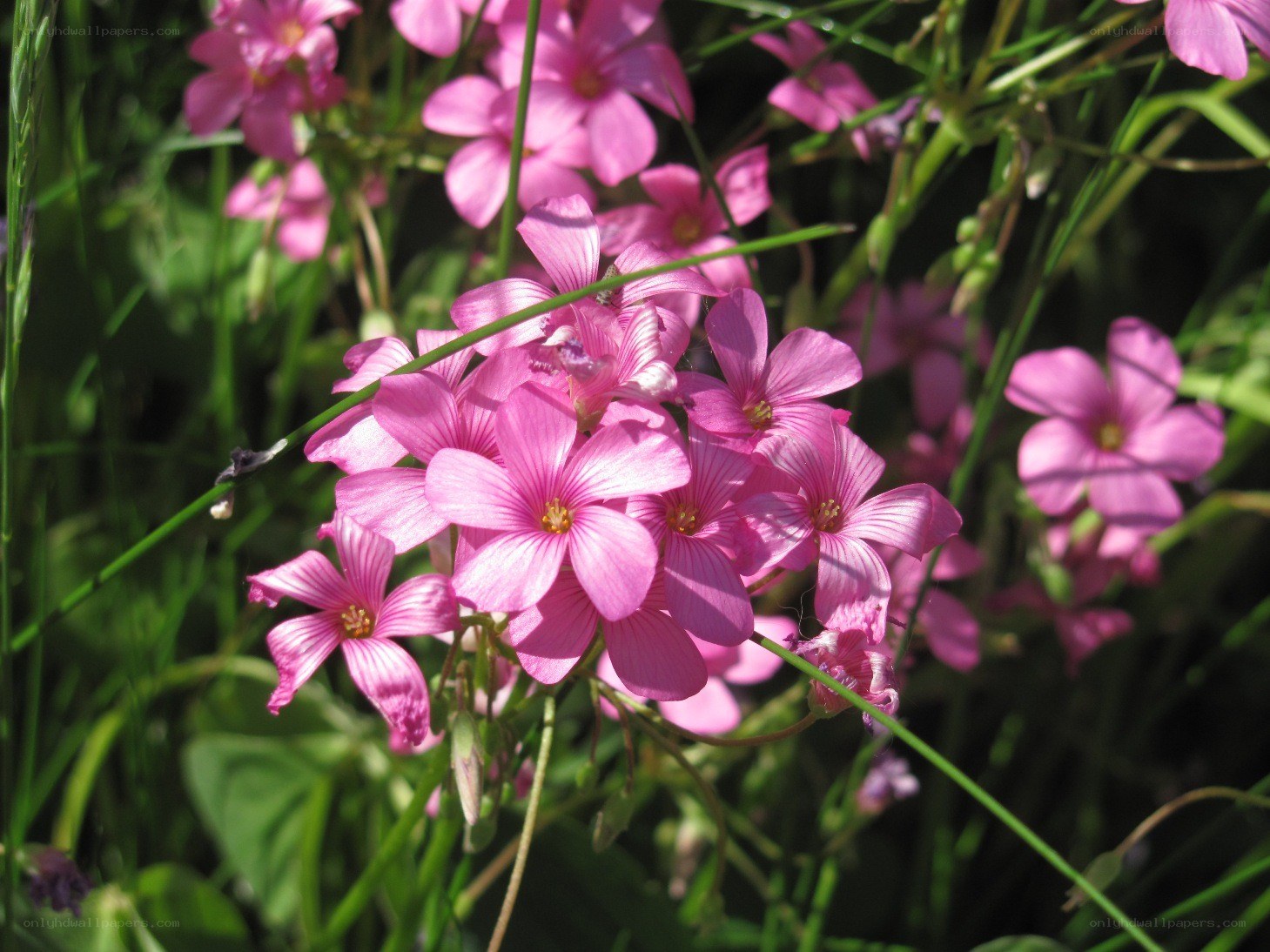 Pink flowers in a meadow