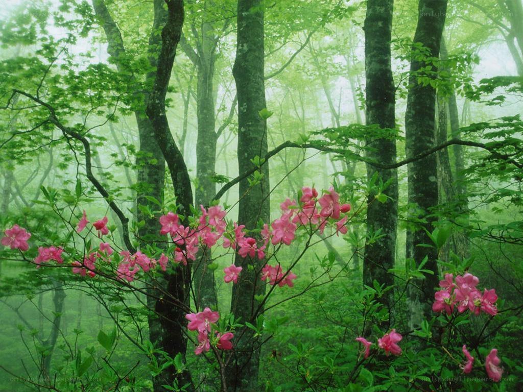 Pink flowers in a misty forest