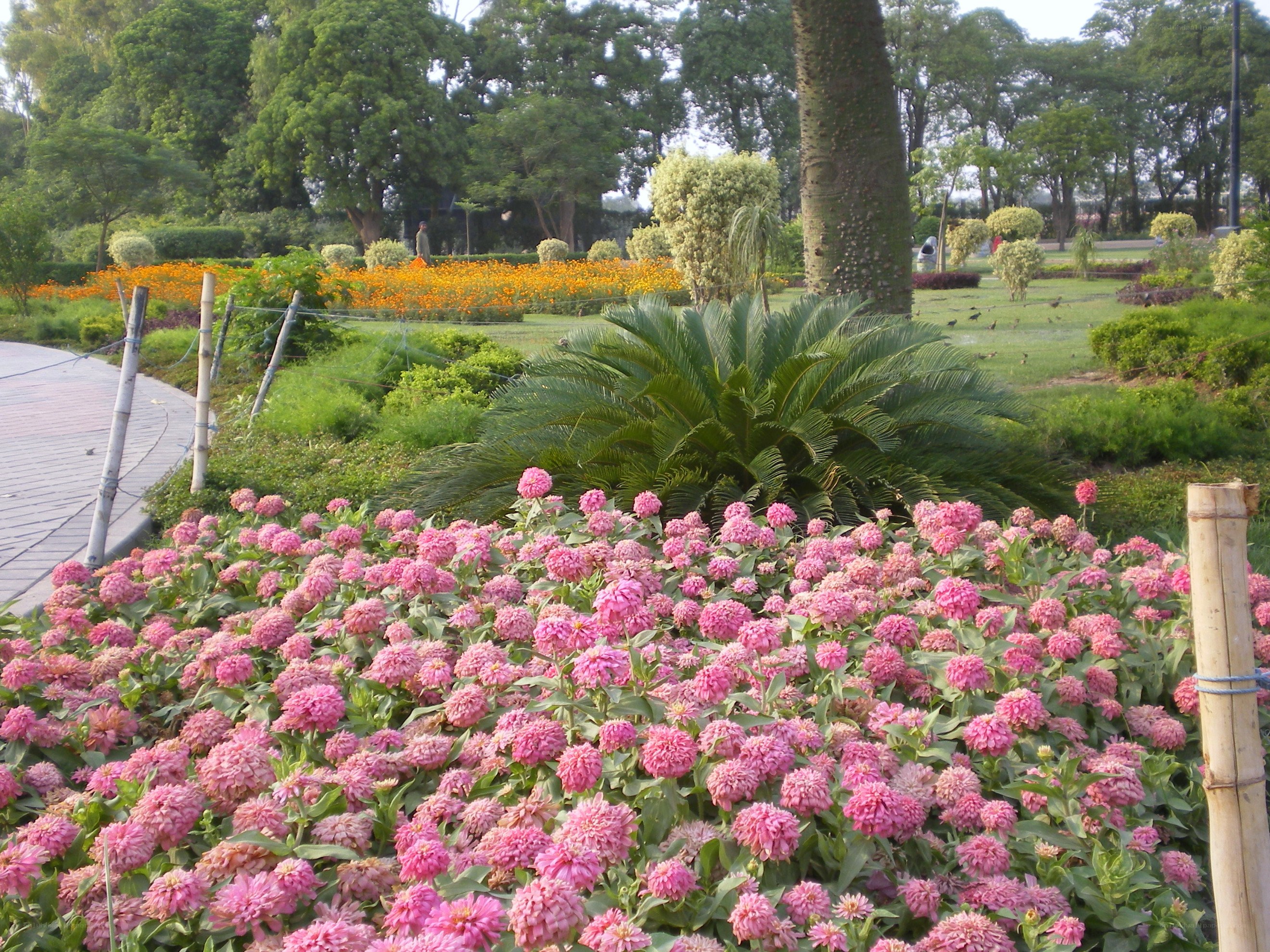 Pink flowers in a park