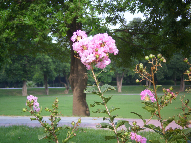 Pink flowers in a park