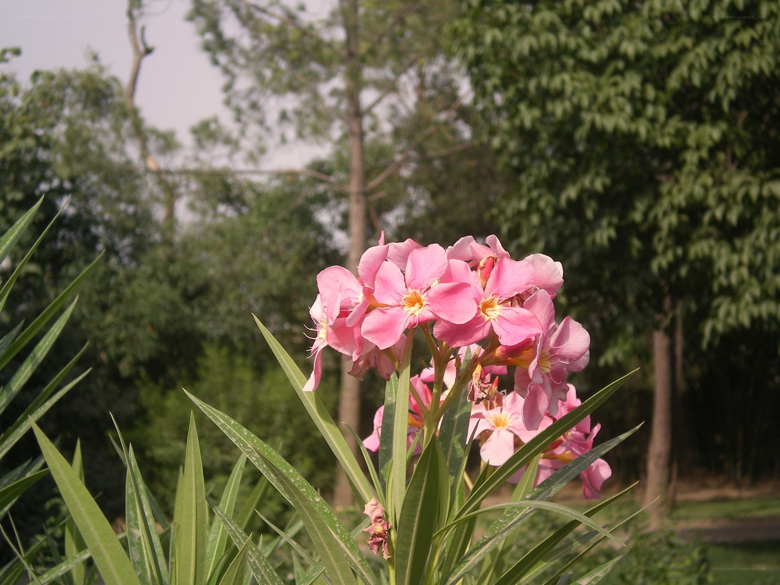 Pink flowers in a park