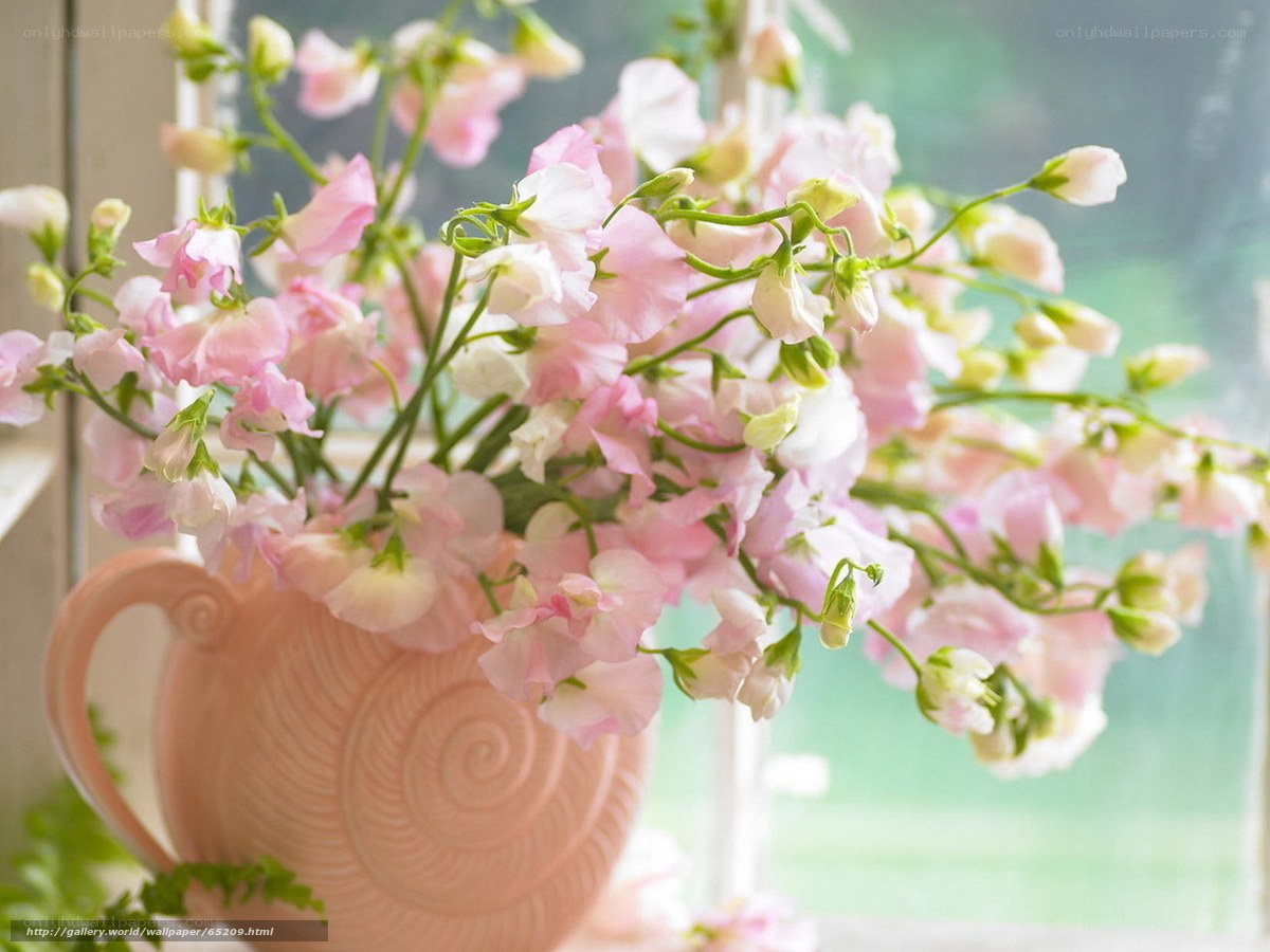 Pink flowers in a pink pitcher