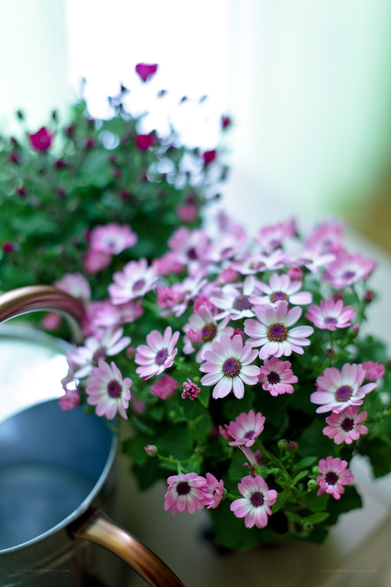 Pink flowers in a pot