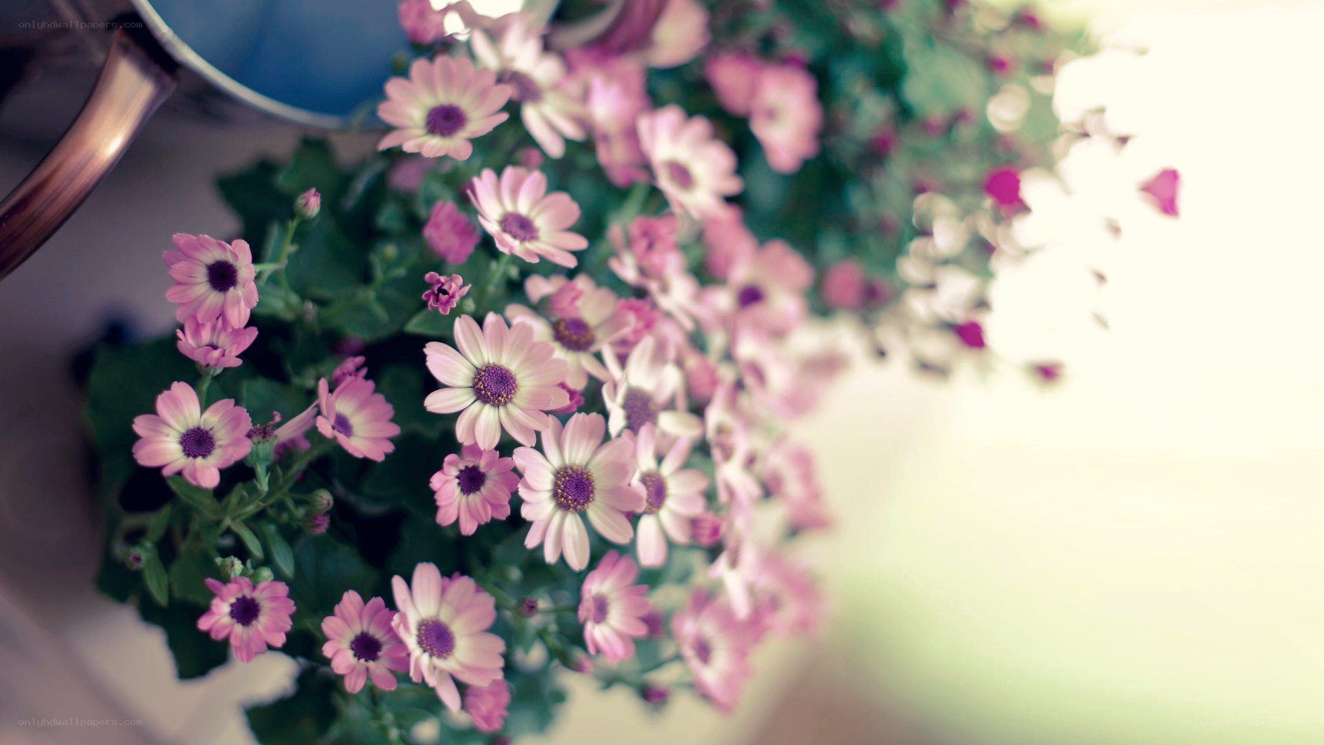 Pink flowers in a pot
