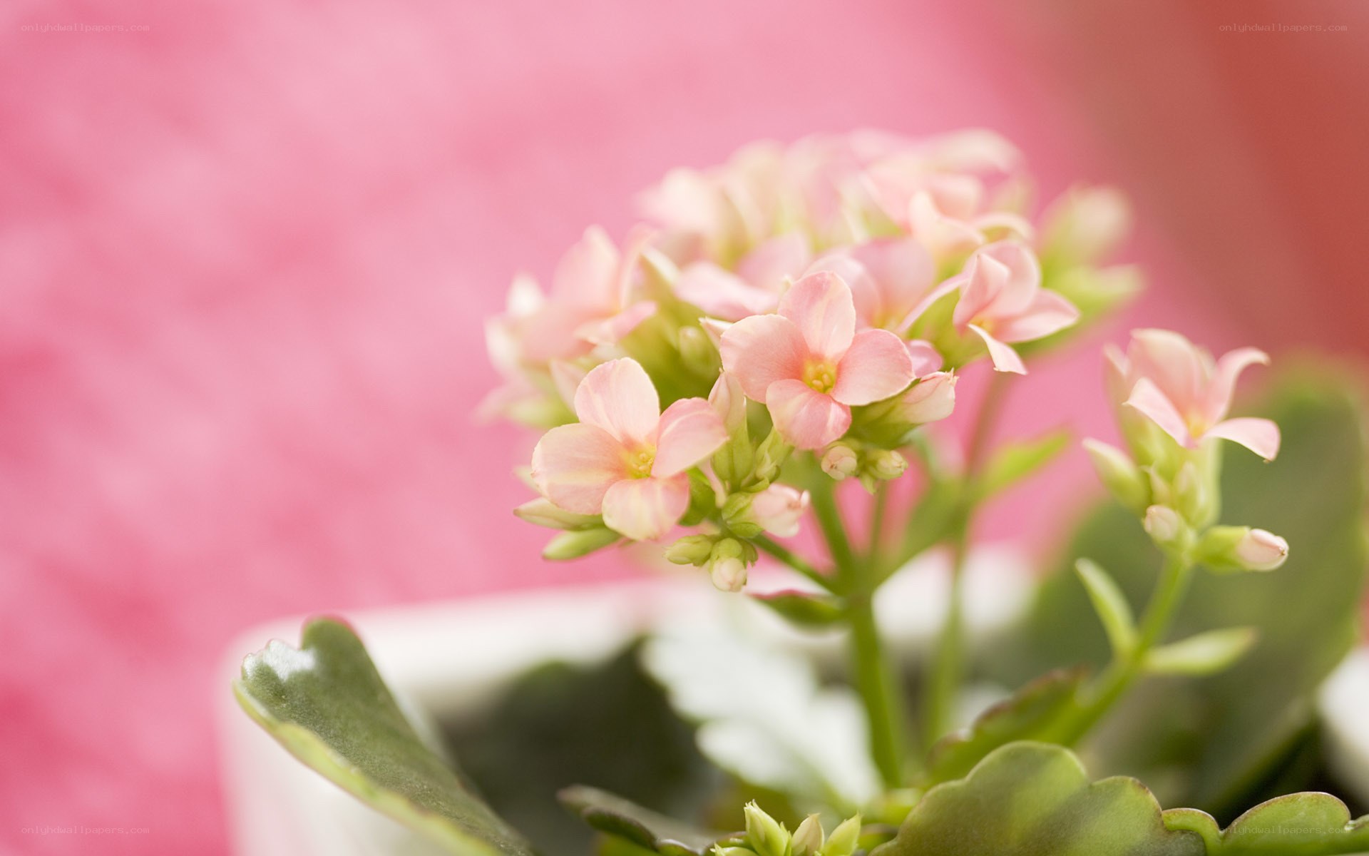 Pink flowers in a pot