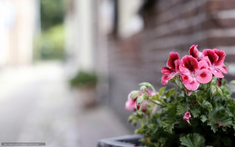 Pink flowers in a pot
