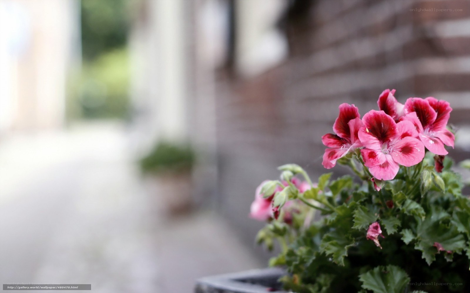 Pink flowers in a pot