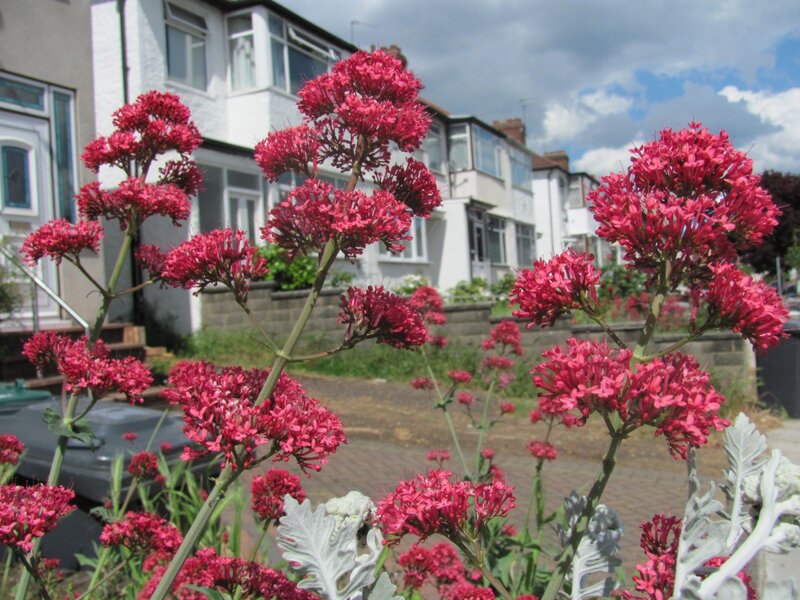 pink flowers in a residential garden