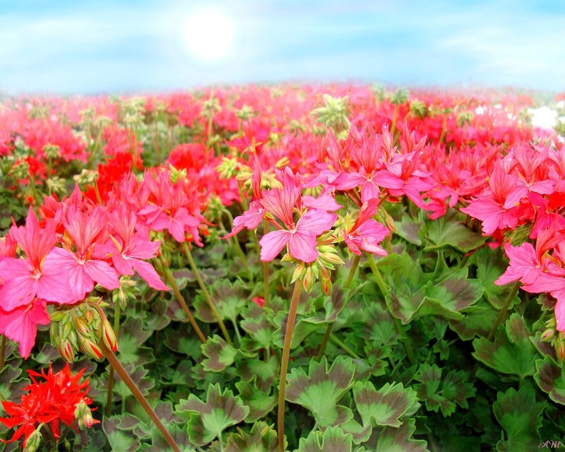Pink flowers in a sunny field