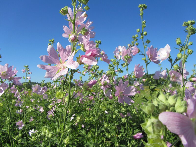 Pink flowers in a sunny field
