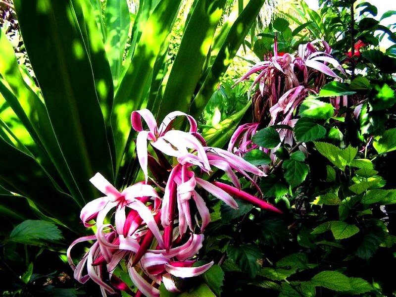 Pink flowers in a tropical garden