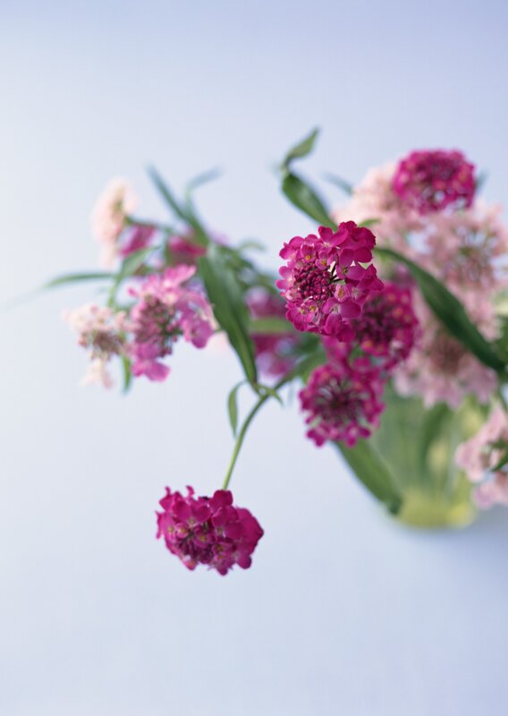 Pink flowers in a vase