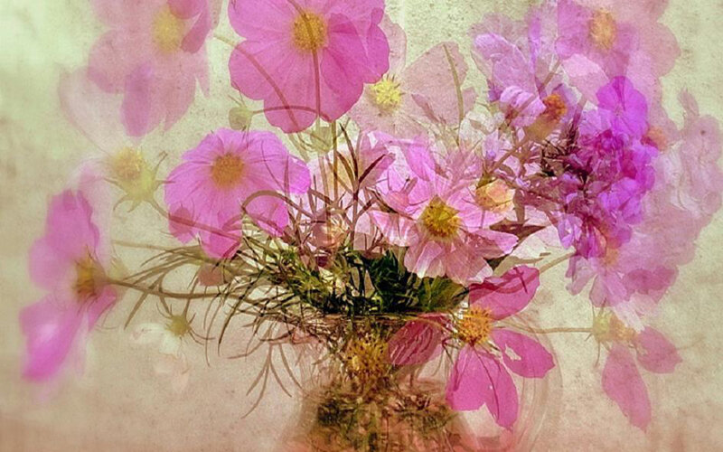 Pink flowers in a vase