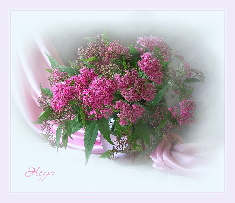 Pink flowers in a vase