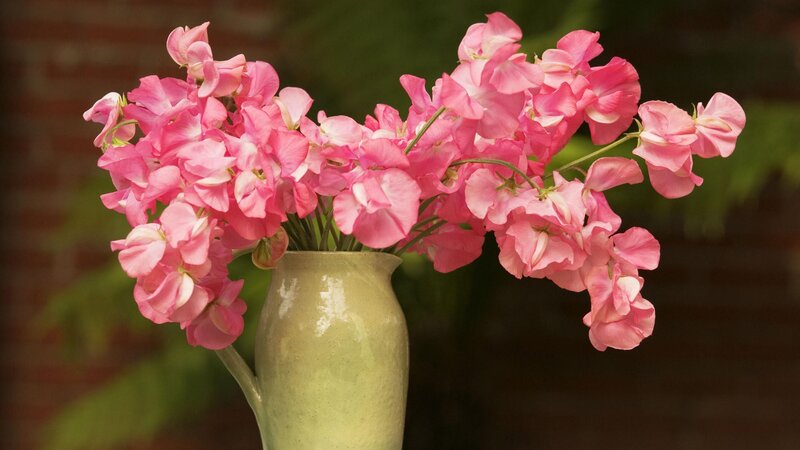 Pink flowers in a vase