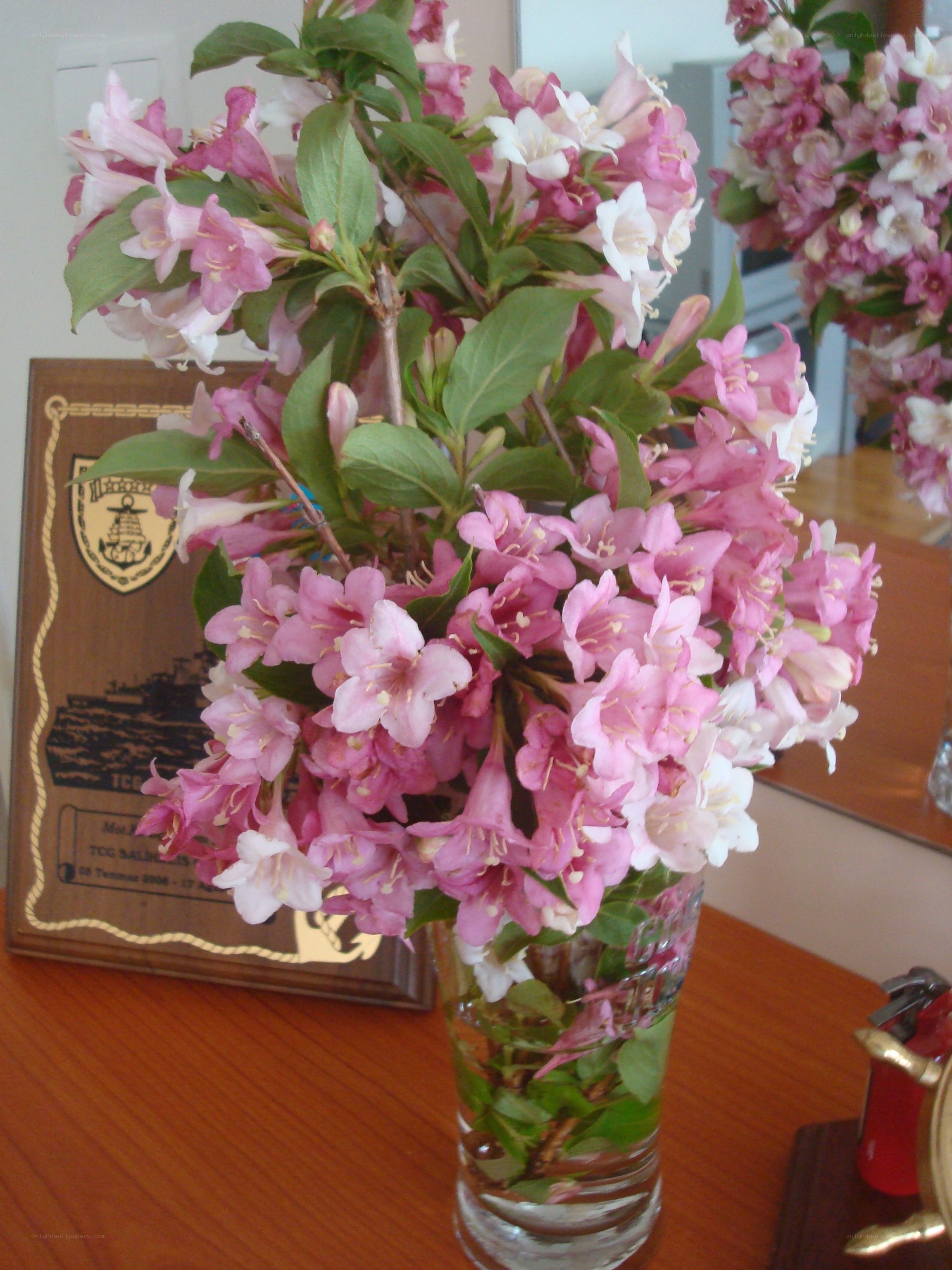 Pink flowers in a vase