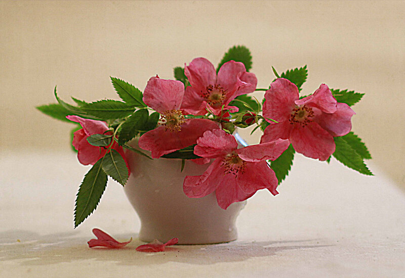 Pink Flowers in a Vase — Calm