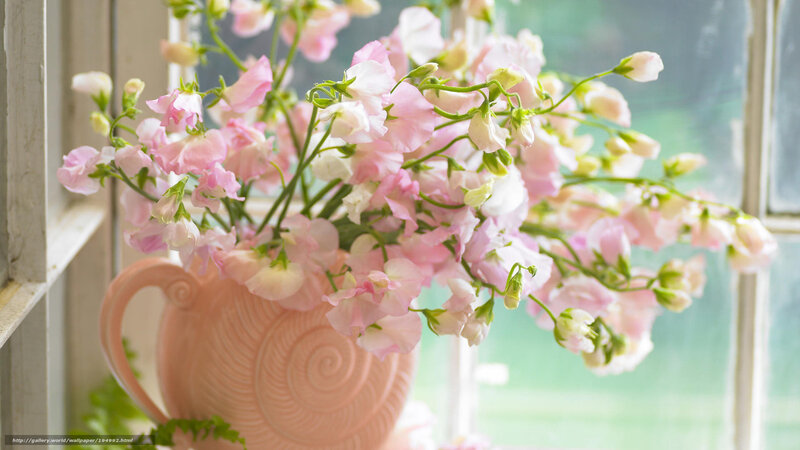 Pink flowers in a vase