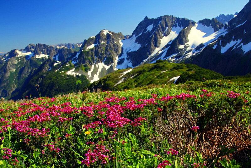 Pink Flowers in Alpine Meadow