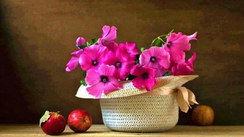 Pink Flowers in Basket — Calm, Photograph
