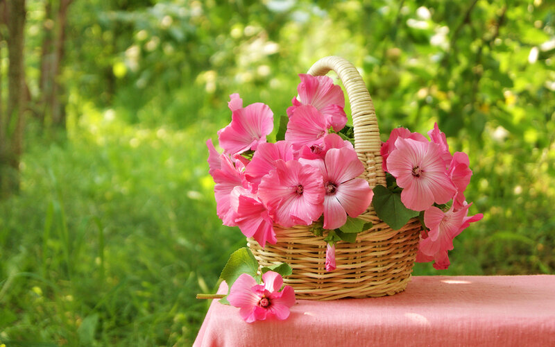 Pink Flowers in Basket — Serene