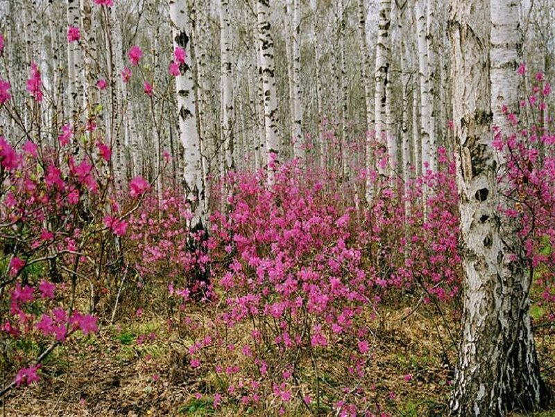 Pink Flowers in Birch Forest