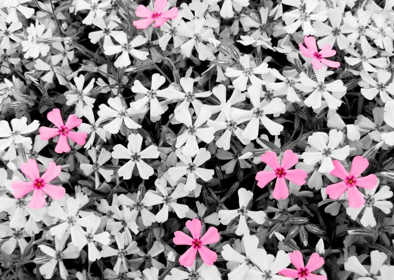 Pink Flowers in Black and White — Calm