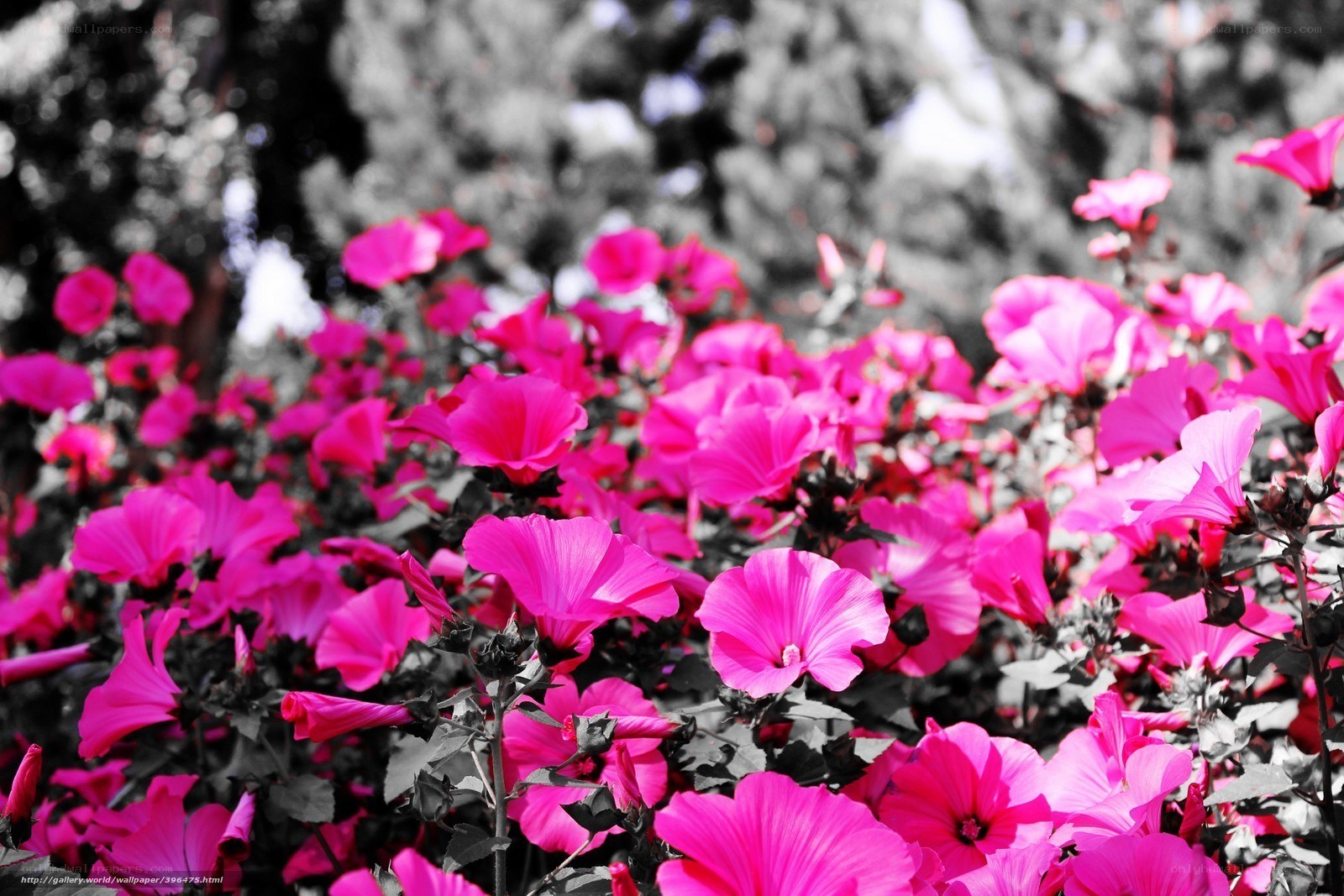 Pink flowers in black and white