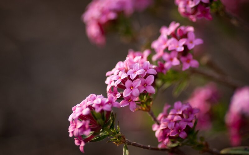 Pink flowers in bloom