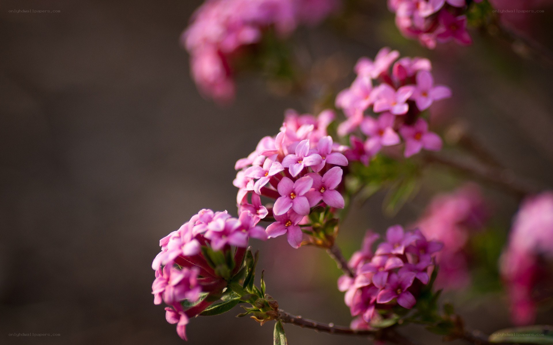 Pink flowers in bloom