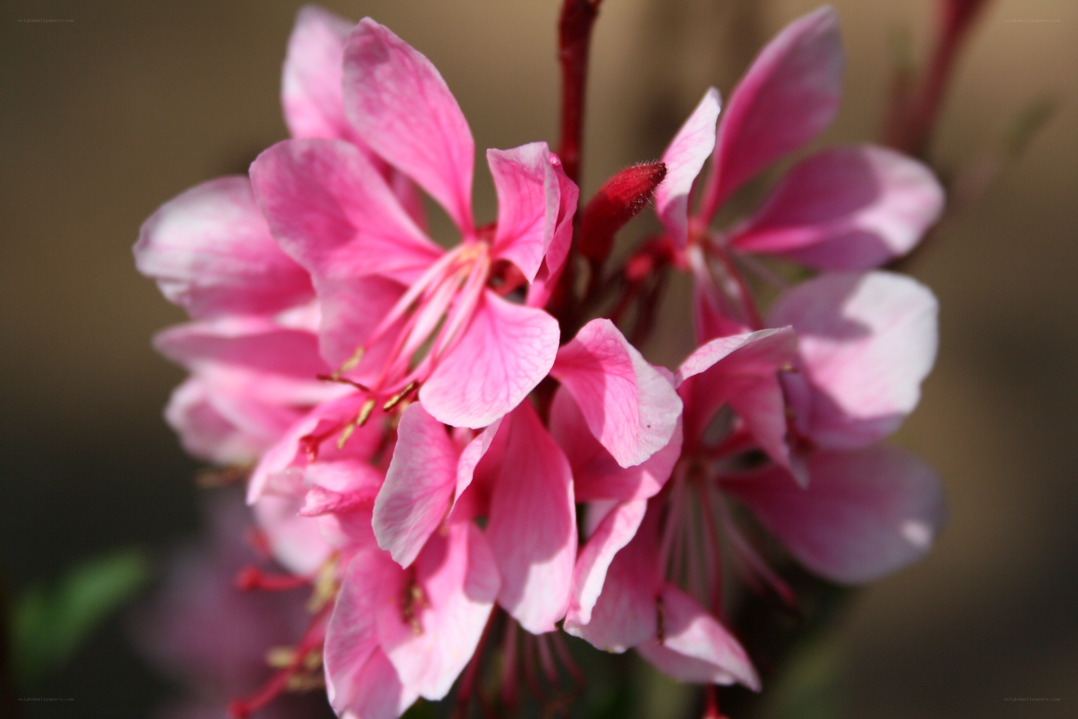 Pink flowers in bloom